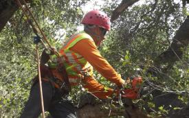 Cortez Tree Care INC